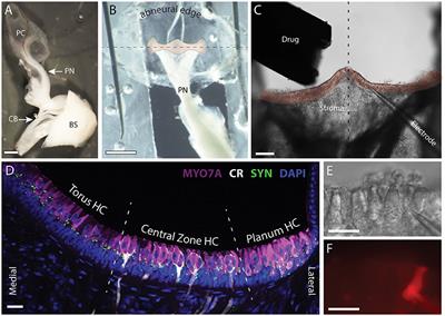 Confirming a Role for α9nAChRs and SK Potassium Channels in Type II Hair Cells of the Turtle Posterior Crista